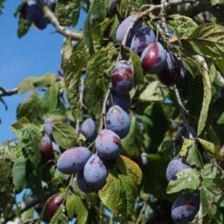 Merryweather Damson Tree
