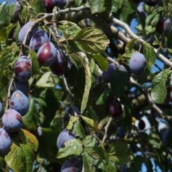 Merryweather Damson Tree -Roots Plants Shop FRU0120 2