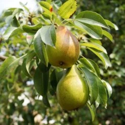 The 3 Top Performing Fruit Trees To Grow In The UK | Apple, Pear & Plum -Roots Plants Shop FRU0122 5 9f804fa0 5256 4aac a3ea e8da26d0f46f