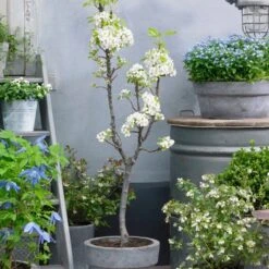 Doyenné Du Comice Pear Tree 9 Doyenné Du Comice Pear Tree -Roots Plants Shop FRU0124 4