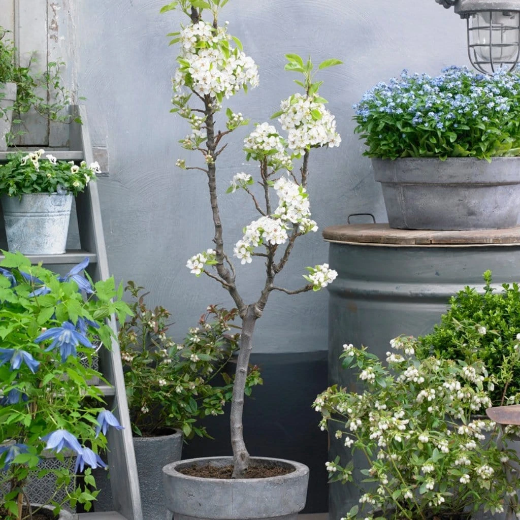 Doyenné Du Comice Pear Tree 3 Doyenné Du Comice Pear Tree - Image 3