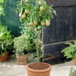 Conference Pear Tree 10 Conference Pear Tree -Roots Plants Shop FRU0126 4
