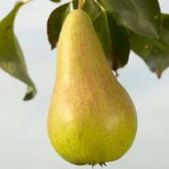 Concorde Pear Tree -Roots Plants Shop FRU0130 1