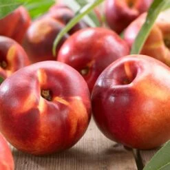 Lord Napier Nectarine Tree -Roots Plants Shop FRU0140 2