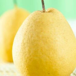 Kumoi' Asian Pear Tree | Nashi Pear -Roots Plants Shop FRU0142 1