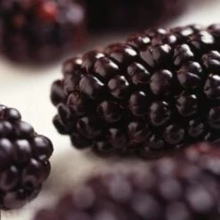 Wellington Mulberry Tree 9 Wellington Mulberry Tree -Roots Plants Shop FRU0143 2 2eacbfc8 f675 4ba9 9bd6 2dbe3957165a