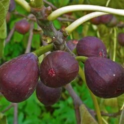 3 Super Easy To Grow Fruit Trees | Apple, Fig & Plum -Roots Plants Shop FRU0148 1 a40cf121 4467 400e 880f 5610c172c7f5