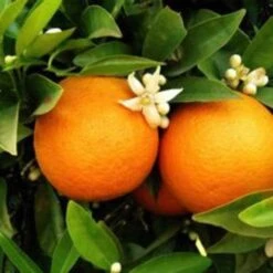 Seville Orange Tree 'Bigaradier' | Grafted Mini-Stem -Roots Plants Shop FRU0168 3
