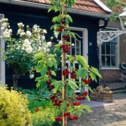 Mini Orchard Collection | Cherry, Pear & Plum Trees 13 Mini Orchard Collection | Cherry, Pear & Plum Trees -Roots Plants Shop FRU0169 3 feceb9a9 7cae 45c8 b7ee 6efa60d9bf53