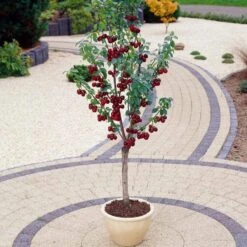 Stella Cherry Tree -Roots Plants Shop FRU0174 3