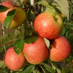 Best Apple Trees For Any Purpose | Growers' Choice 13 Best Apple Trees For Any Purpose | Growers' Choice -Roots Plants Shop FRU0198 1 70978692 a209 4b46 8cbb 530aae2e2b83