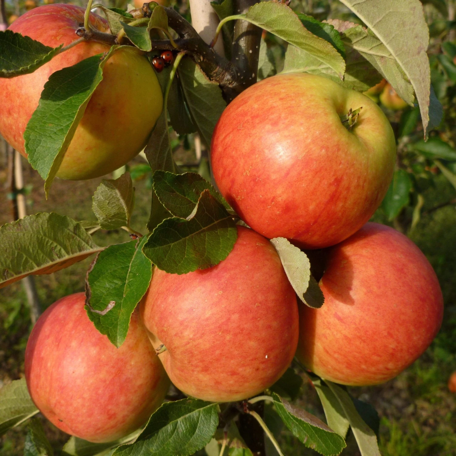 Best Apple Trees For Any Purpose | Growers' Choice 6 Best Apple Trees For Any Purpose | Growers' Choice - Image 6