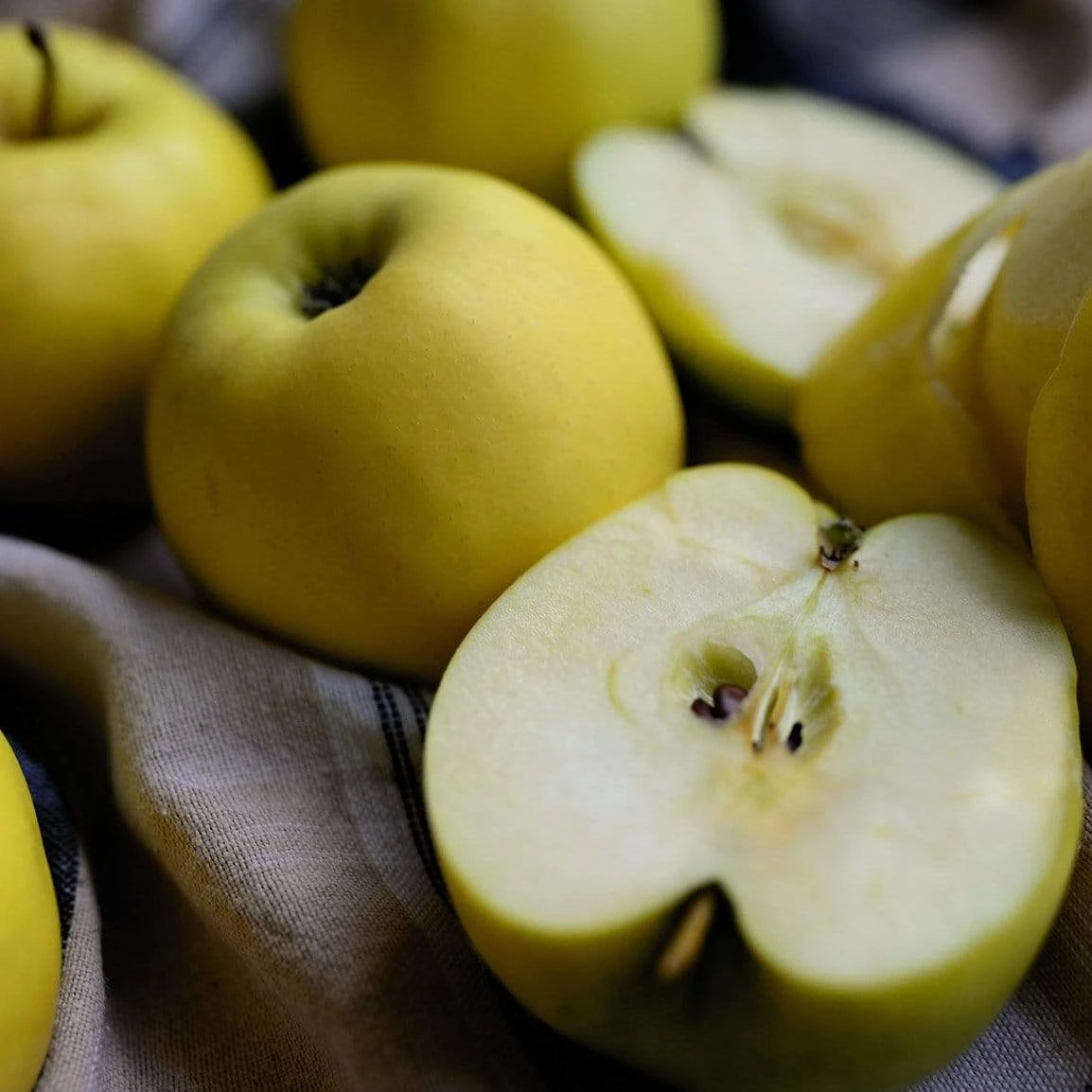 Herefordshire Russet Apple Tree 1 Herefordshire Russet Apple Tree