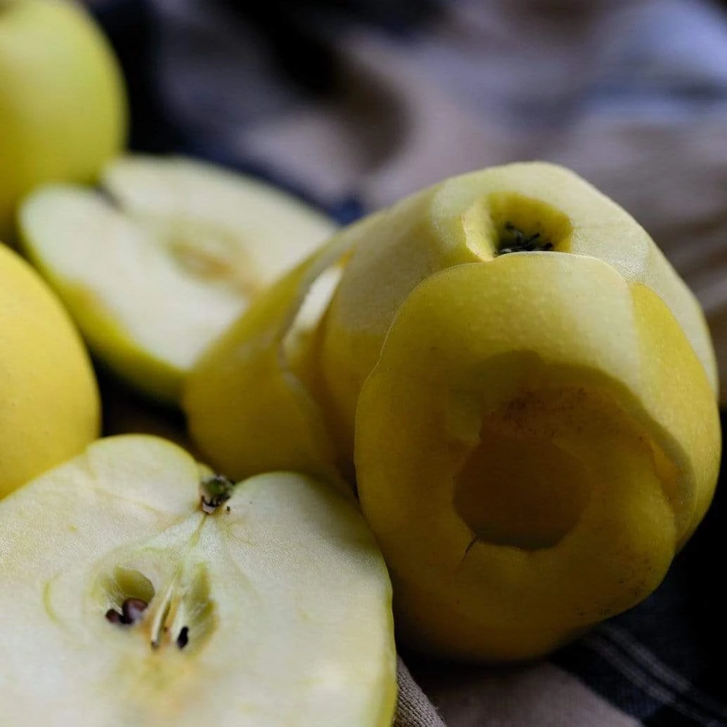 Herefordshire Russet Apple Tree 3 Herefordshire Russet Apple Tree - Image 3
