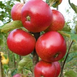 Worcester Pearmain Apple Tree