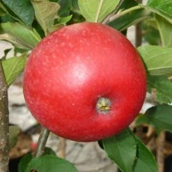 Worcester Pearmain Apple Tree -Roots Plants Shop FRU0202 2