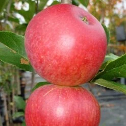 Worcester Pearmain Apple Tree -Roots Plants Shop FRU0202 3