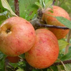 Sunset Apple Tree -Roots Plants Shop FRU0204 2