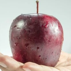 Spartan Apple Tree -Roots Plants Shop FRU0207 1