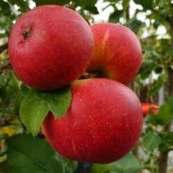 Endless Apples Collection | Scrumptious, Braeburn Hillwell, James Grieve & Red Windsor 10 Endless Apples Collection | Scrumptious, Braeburn Hillwell, James Grieve & Red Windsor -Roots Plants Shop FRU0209 1 a5689da6 17fb 4563 9df5 0946950bfc4d