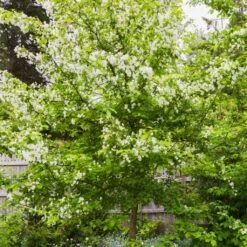 Red Windsor® Apple Tree -Roots Plants Shop FRU0210 5