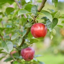 Red Windsor® Apple Tree -Roots Plants Shop FRU0210 7