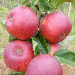 Red Windsor® Apple Tree -Roots Plants Shop FRU0211 2