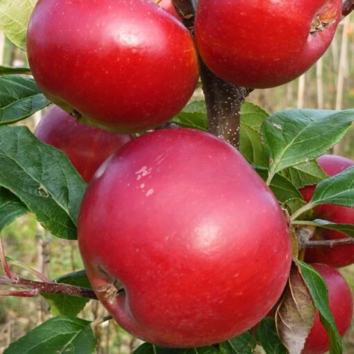 Red Devil Apple Tree -Roots Plants Shop FRU0213 1