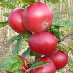 Red Devil Apple Tree -Roots Plants Shop FRU0213 2
