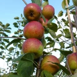 Laxton's Superb Apple Tree -Roots Plants Shop FRU0215 2