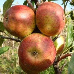 Laxton's Superb Apple Tree -Roots Plants Shop FRU0215 3
