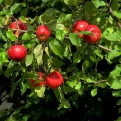 Katy Apple Tree -Roots Plants Shop FRU0217 4