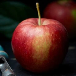 Jonagold Apple Tree -Roots Plants Shop FRU0219 2