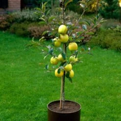 Golden Delicious Apple Tree -Roots Plants Shop FRU0228 3