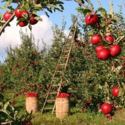 Fiesta Apple Tree -Roots Plants Shop FRU0233 2