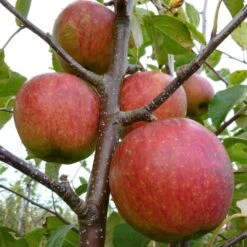 Falstaff Apple Tree -Roots Plants Shop FRU0235 1
