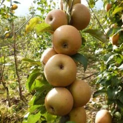 Best Apple Trees For Any Purpose | Growers' Choice 15 Best Apple Trees For Any Purpose | Growers' Choice -Roots Plants Shop FRU0241 1 c43ea40e e824 4bf5 b169 8efa7582996d