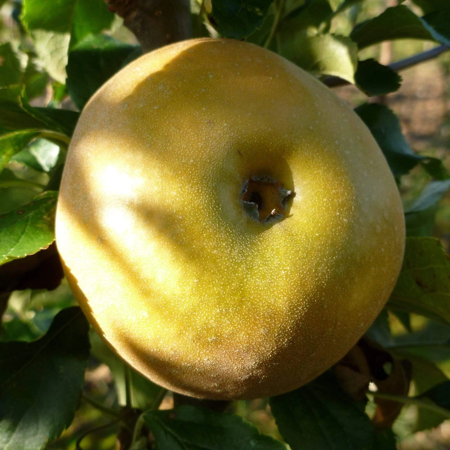 Egremont Russet Apple Tree Dwarfing Rootstock 4 Egremont Russet Apple Tree Dwarfing Rootstock - Image 4