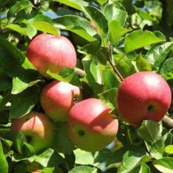 Best Apple Trees For Any Purpose | Growers' Choice 14 Best Apple Trees For Any Purpose | Growers' Choice -Roots Plants Shop FRU0242 4 c500f52f b719 4fa0 ab61 312d2fff07b4
