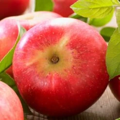 'Discovery' Semi-Dwarf Apple Tree -Roots Plants Shop FRU0242 6