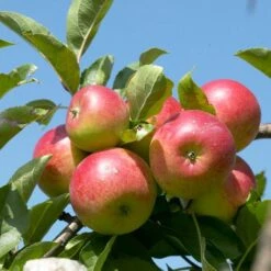 Cross-Pollinating Apple Collection | Bramley, Gala & Discovery -Roots Plants Shop FRU0243 1 15ec1a5b 1906 4911 bd4c 19e8b2d68520