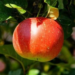 'Discovery' Semi-Dwarf Apple Tree -Roots Plants Shop FRU0243 2