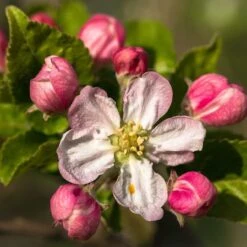 Braeburn Hillwell Apple Tree -Roots Plants Shop FRU0249 3