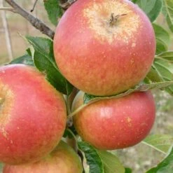 Cox's Orange Pippin Apple Tree -Roots Plants Shop FRU0252 3
