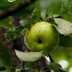 Cross-Pollinating Apple Collection | Bramley, Gala & Discovery -Roots Plants Shop FRU0258 2 415ded96 6bc5 48a8 aecf 81de45f4f65c
