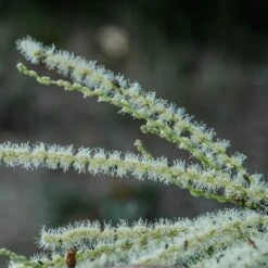 Chestnut Tree | Castanea Sativa -Roots Plants Shop FRU0273 2