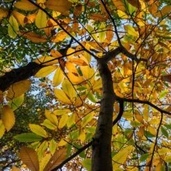 Chestnut Tree | Castanea Sativa -Roots Plants Shop FRU0273 3