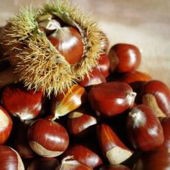 Chestnut Tree | Castanea Sativa -Roots Plants Shop FRU0273 5