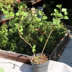 'King James' Mulberry Tree | Morus Nigra -Roots Plants Shop FRU0380 3
