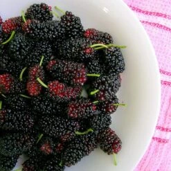 'King James' Mulberry Tree | Morus Nigra -Roots Plants Shop FRU0380 4